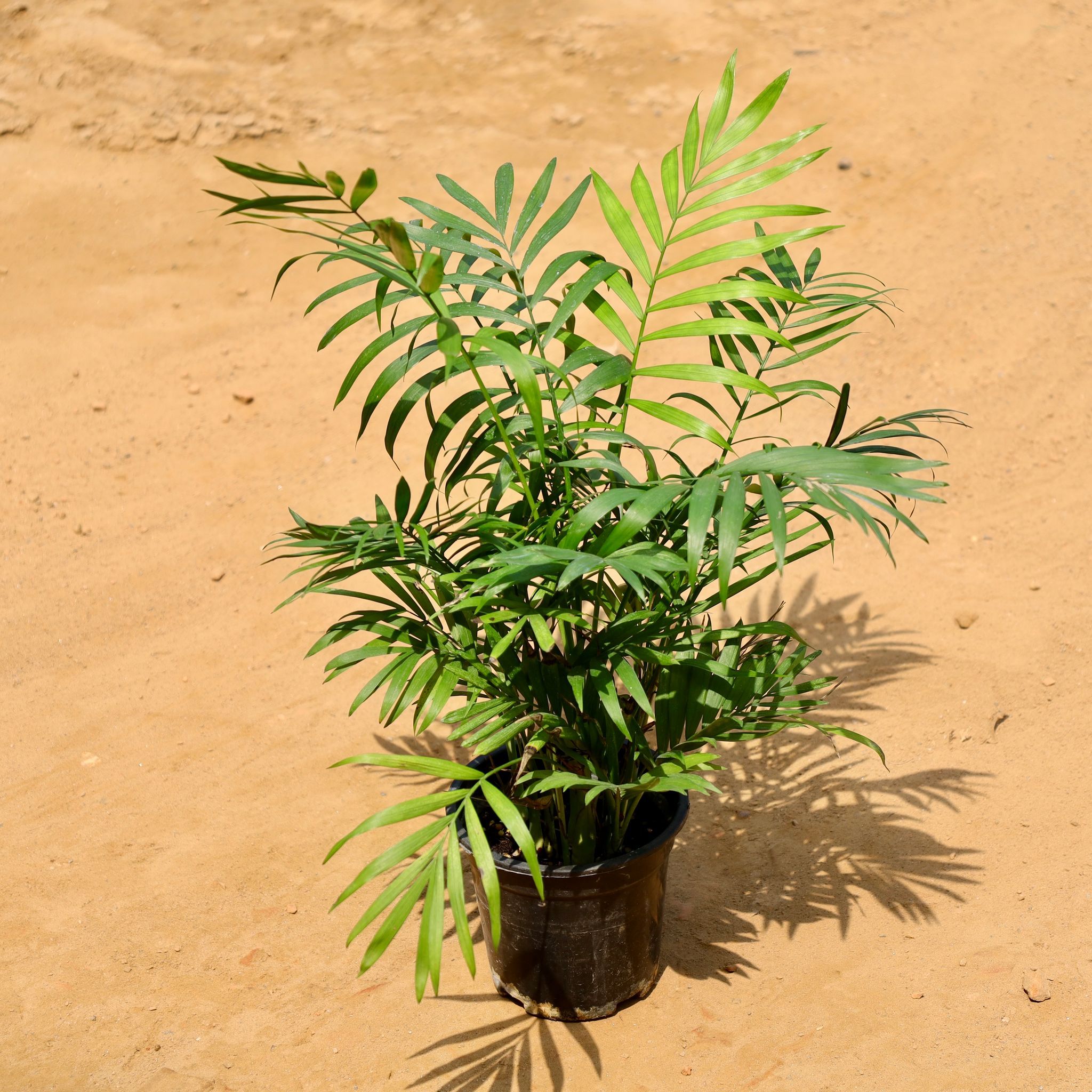 Chamaedorea Palm in 6 Inch Nursery Pot