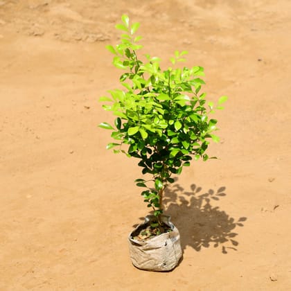 Buy Madhu Kamini (Any Colour) in 4 Inch Nursery bag Online | Urvann.com