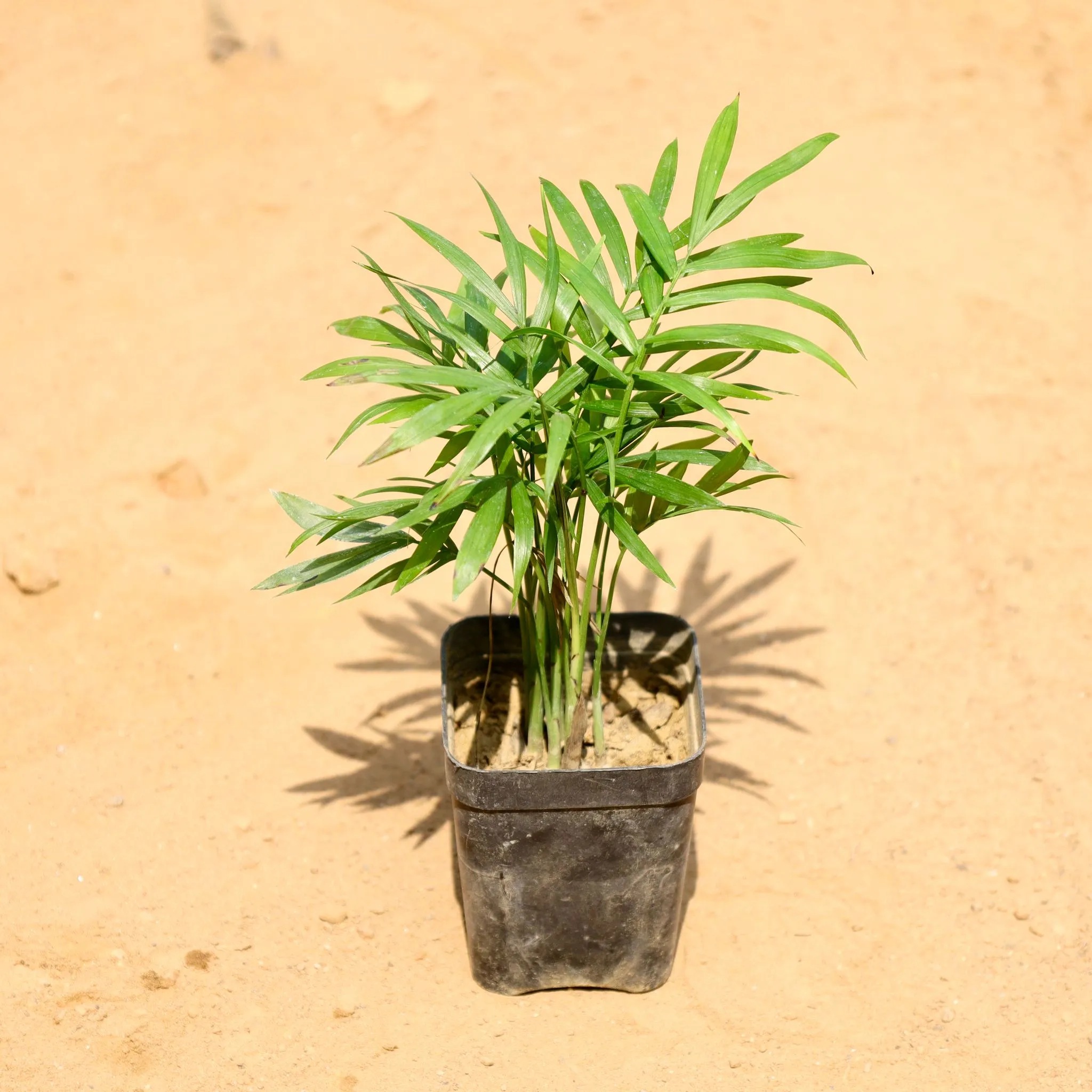 Chamaedorea Palm in 3 Inch Nursery Pot