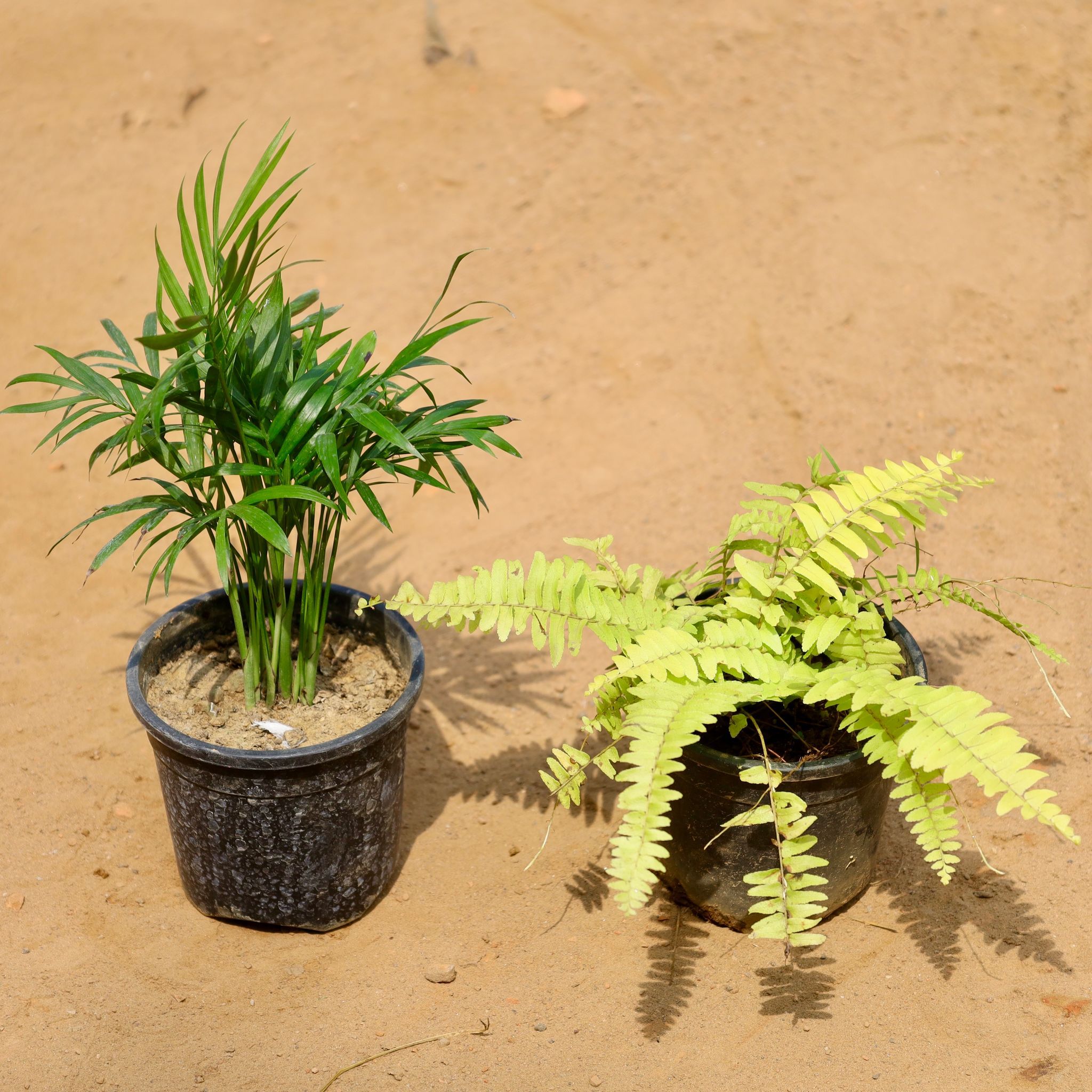Set of 2 - Chamaedorea Palm & Fern Golden in 4 Inch Nursery Pot
