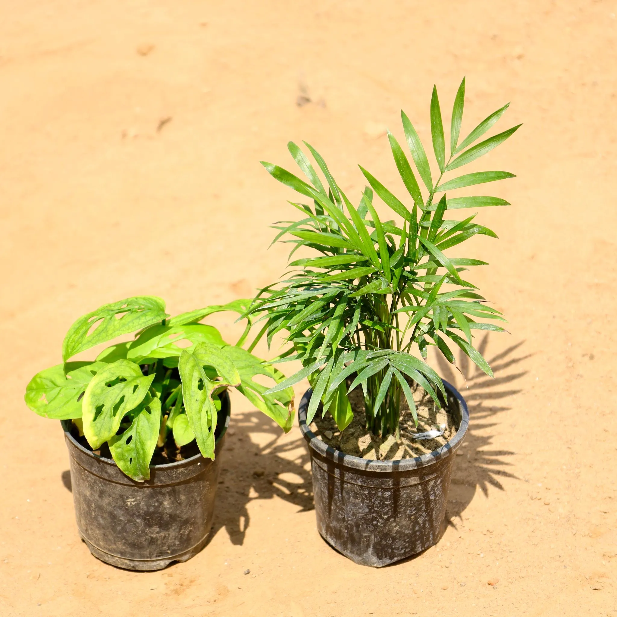 Set of 2 - Broken Heart & Chamaedorea Palm in 4 Inch Nursery Pot