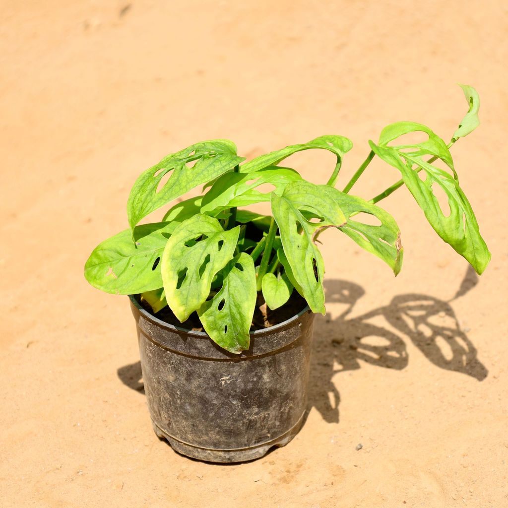 Buy Monstera Broken Heart in 4 Inch Nursery Pot Online | Urvann.com Monstera Broken Heart in 4 Inch Nursery Pot