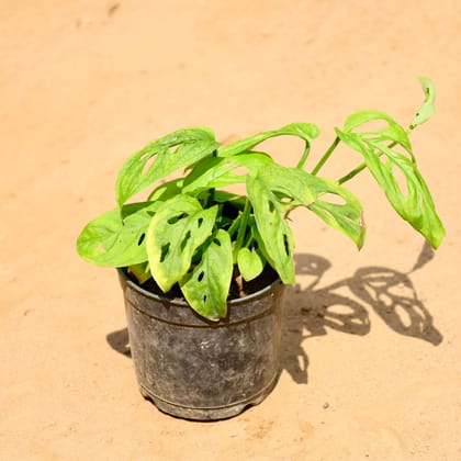 Buy Monstera Broken Heart in 4 Inch Nursery Pot Online | Urvann.com