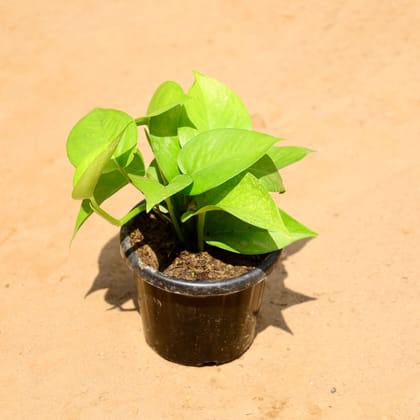 Buy Money Plant Green in 4 Inch Nursery Pot Online | Urvann.com