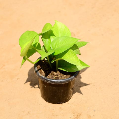 Money Plant Green in 4 Inch Nursery Pot
