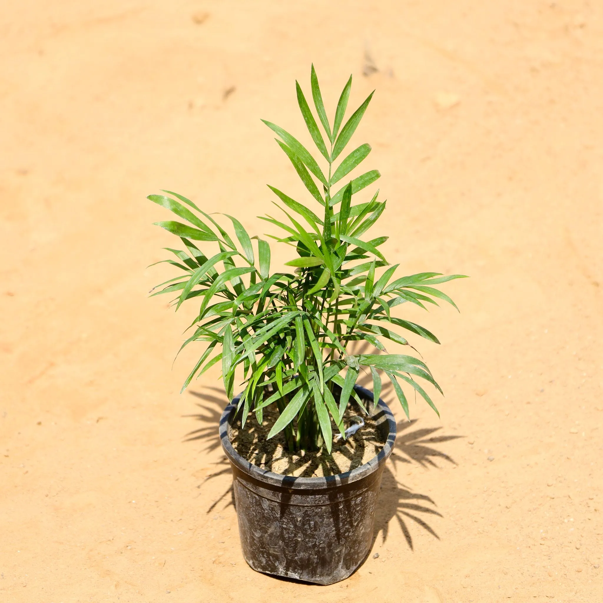 Chamaedorea Palm in 4 Inch Nursery Pot
