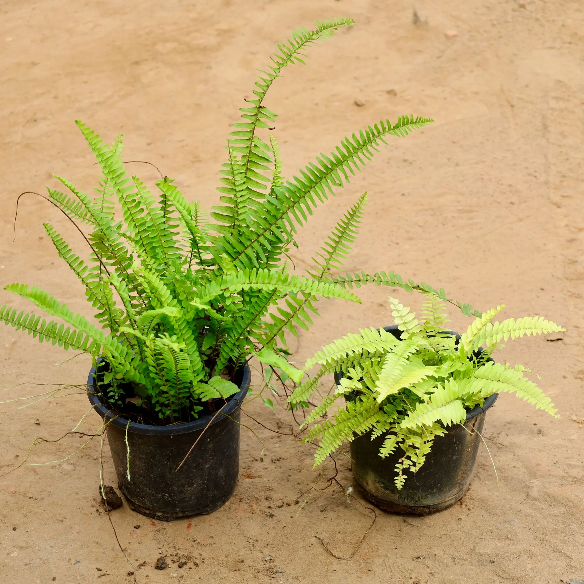 Set of 2 - Fern (Green & Golden) in 6 Inch Nursery Pot