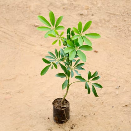 Buy Schefflera Green in 4 Inch Nursery Bag Online | Urvann.com