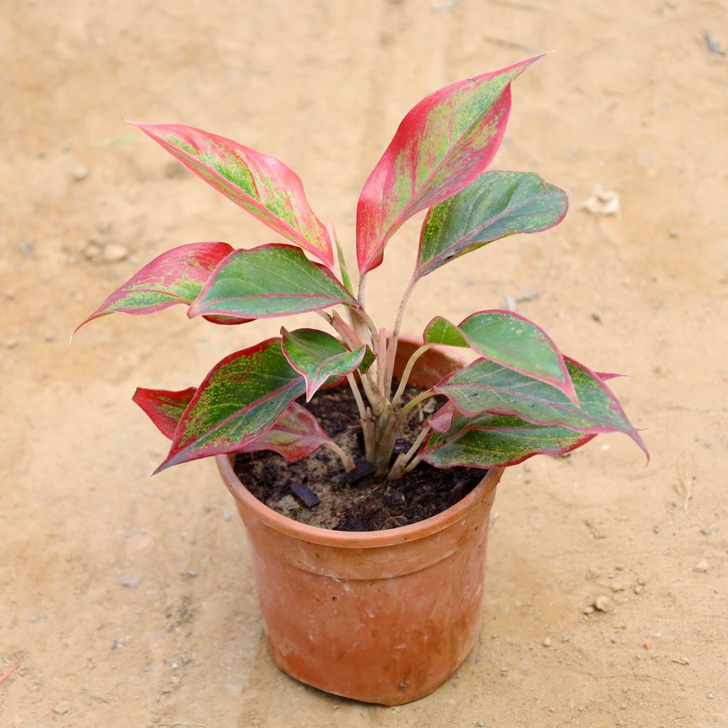 Buy Aglaonema Lipstick in 6 Inch Nursery Pot Online | Urvann.com Aglaonema Lipstick in 6 Inch Nursery Pot