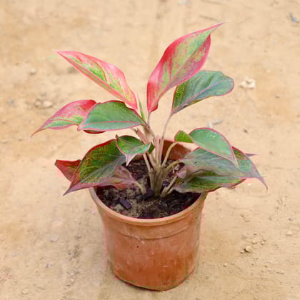 Buy Aglaonema Lipstick in 6 Inch Nursery Pot Online | Urvann.com