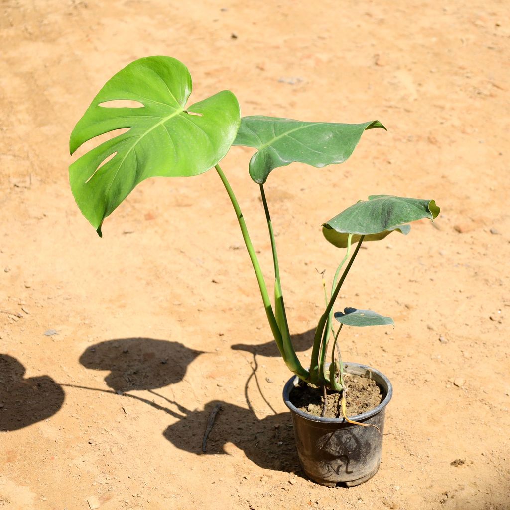 Buy Monstera Deliciosa in 6 Inch Nursery Pot Online | Urvann.com Monstera Deliciosa in 6 Inch Nursery Pot