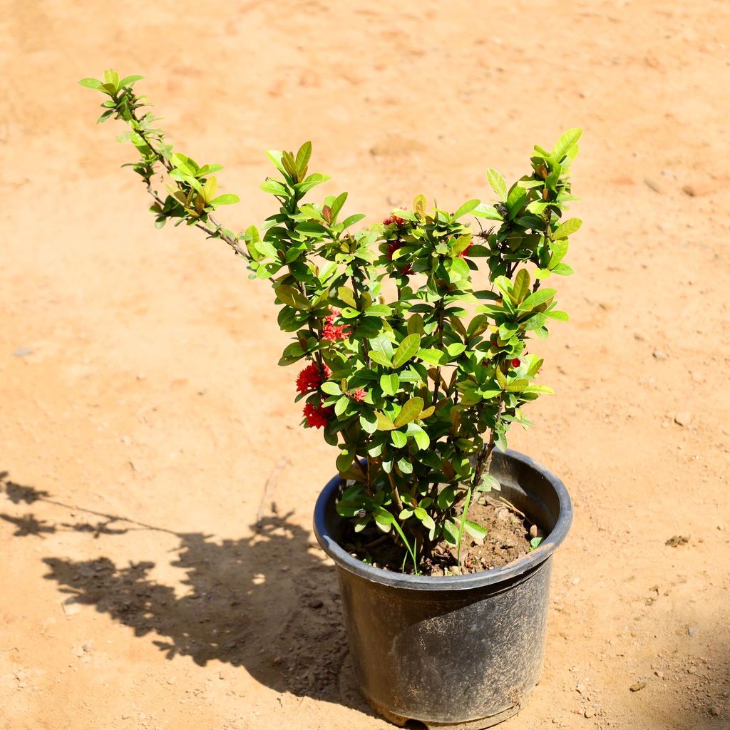 Buy Ixora Red in 6 Inch Nursery Pot Online | Urvann.com Ixora Red in 6 Inch Nursery Pot
