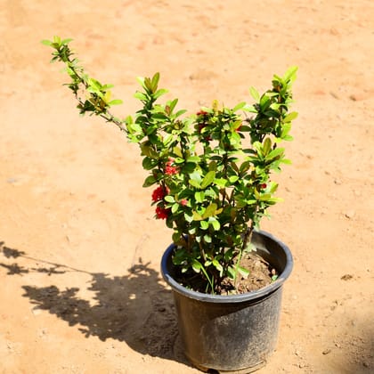 Buy Ixora Red  in 6 Inch Nursery Pot Online | Urvann.com