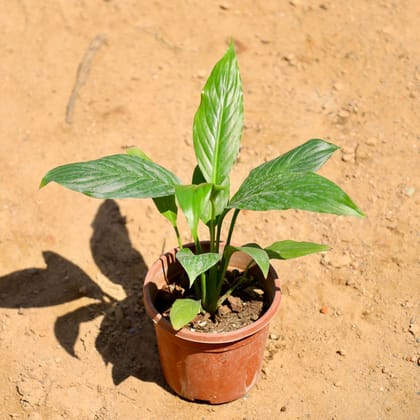 Buy Peace Lily  in 4 Inch Nursery Pot Online | Urvann.com
