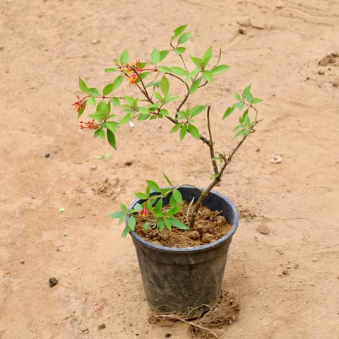 Hamelia (Any Colour) in 6 Inch Nursery Pot
