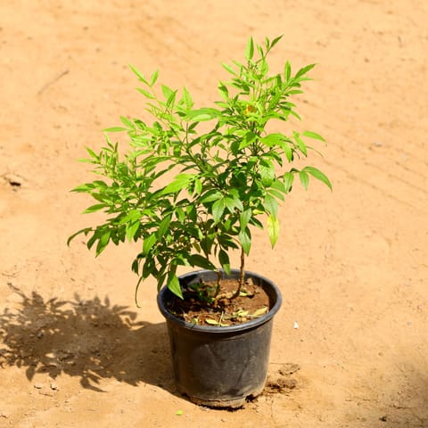 Tecoma Orange in 6 Inch Nursery Pot