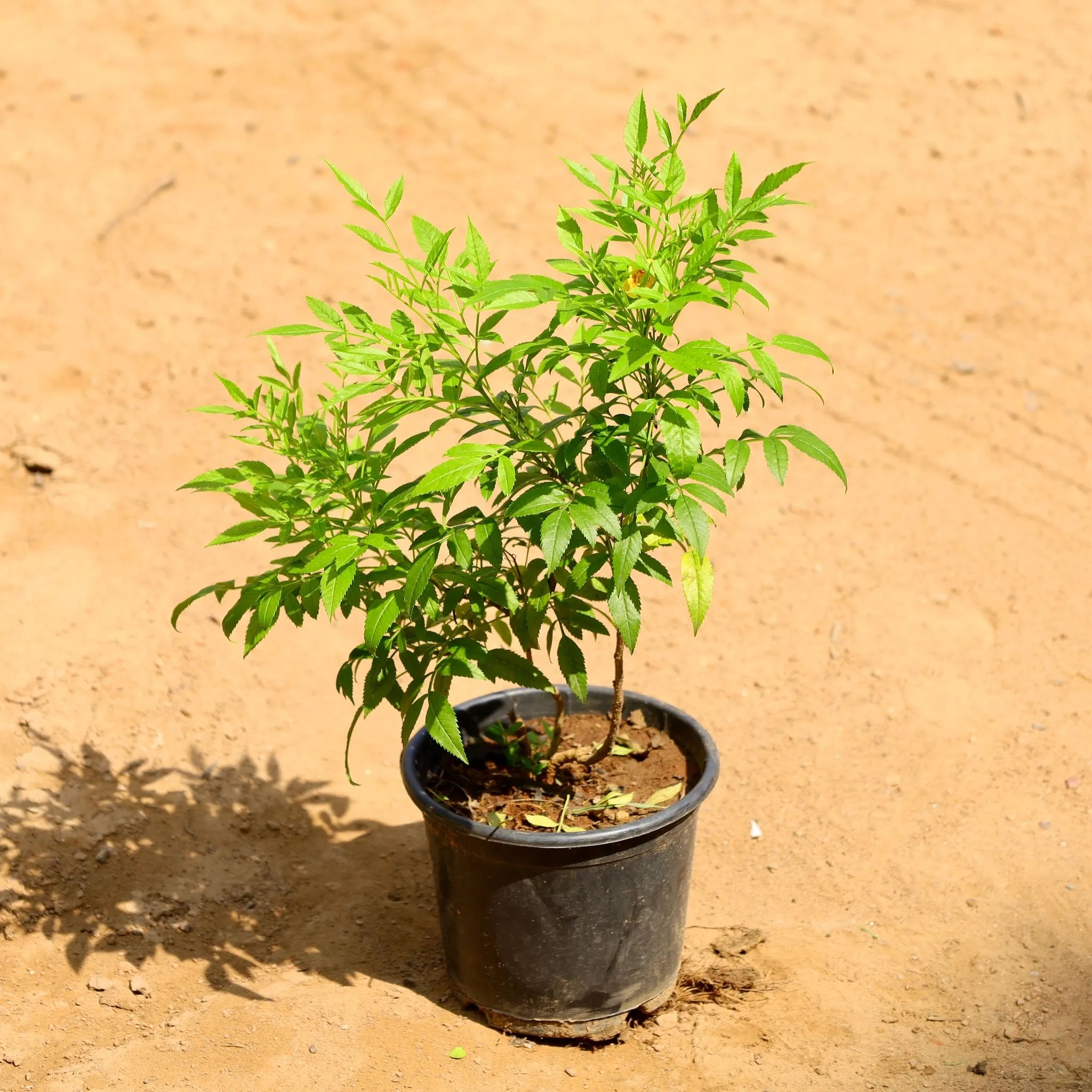 Tecoma Orange in 6 Inch Nursery Pot