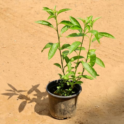 Chandni Dwarf / Jasmine in 6 Inch Nursery Pot