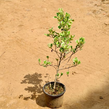 Buy Ficus Heart Shaped Leaf in 6 Inch Nursery Pot Online | Urvann.com