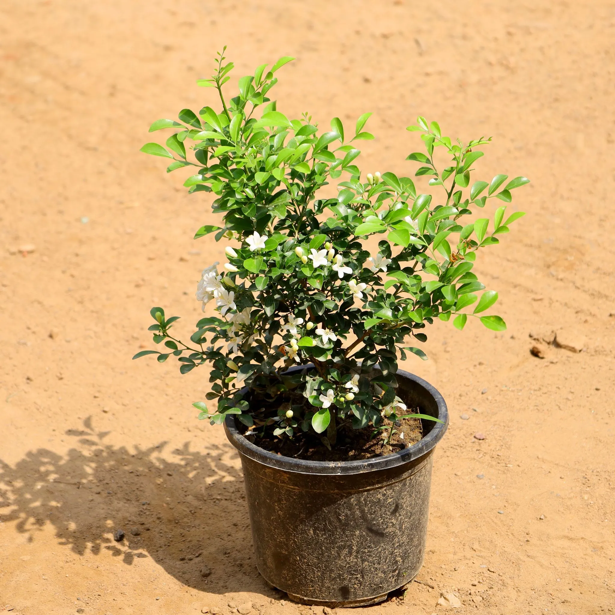 Madhu Kamini White / Murraya (Any Colour) in 6 Inch Nursery Pot