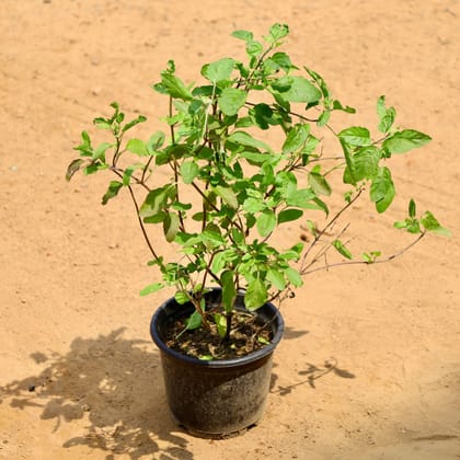 Buy Rama Tulsi in 6 Inch Nursery Pot Online | Urvann.com