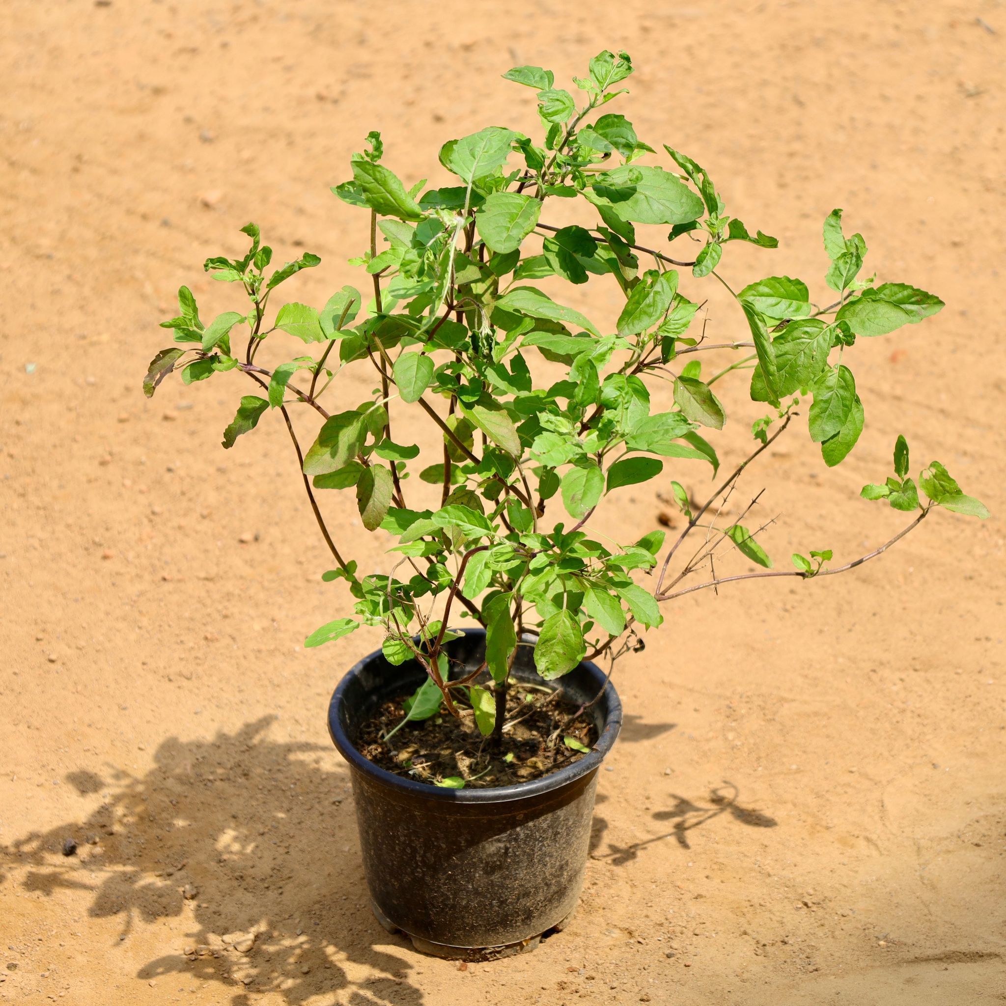 Rama Tulsi in 6 Inch Nursery Pot