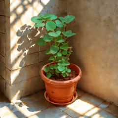 Ajwain in 7 Inch Classy Red Plastic Pot with Tray Ajwain in 7 Inch Classy Red Plastic Pot with Tray