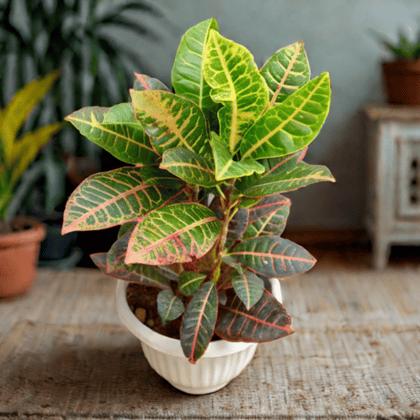 Croton Petra in 8 Inch White Olive Plastic Pot