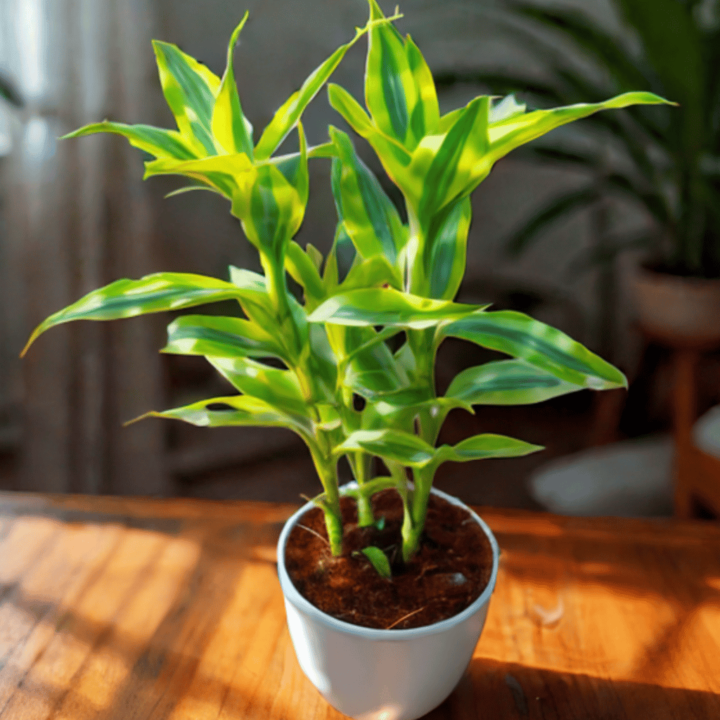 Lucky Bamboo in 4 Inch White Premium Orchid Round Plastic Pot