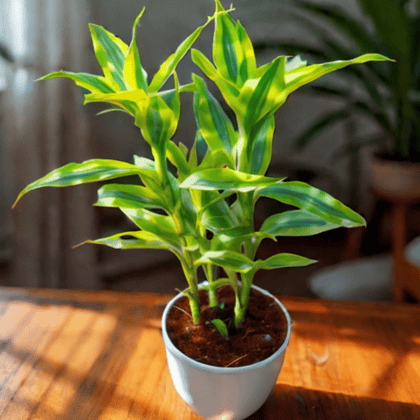 Lucky Bamboo in 4 Inch White Premium Orchid Round Plastic Pot
