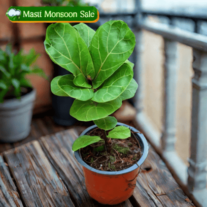 Fiddle Leaf Fig / Ficus Lyrata in 4 Inch Nursery Pot