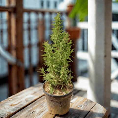 Rosemary  in 6 Inch Nursery pot