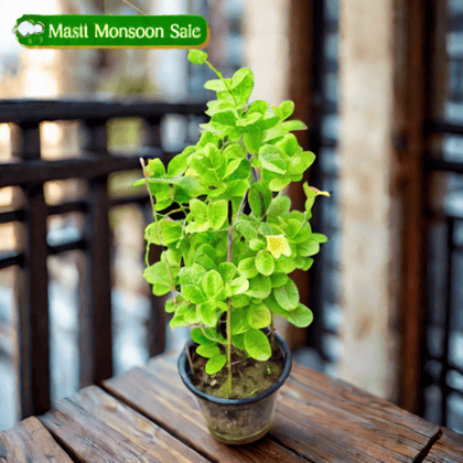 Allamanda (any colour) in 8 Inch Nursery Pot