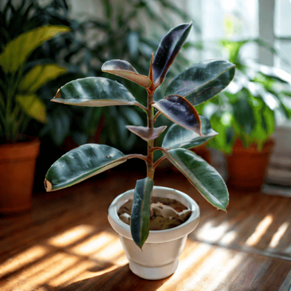 Rubber Plant Black in 8 Inch Classy White Plastic Pot
