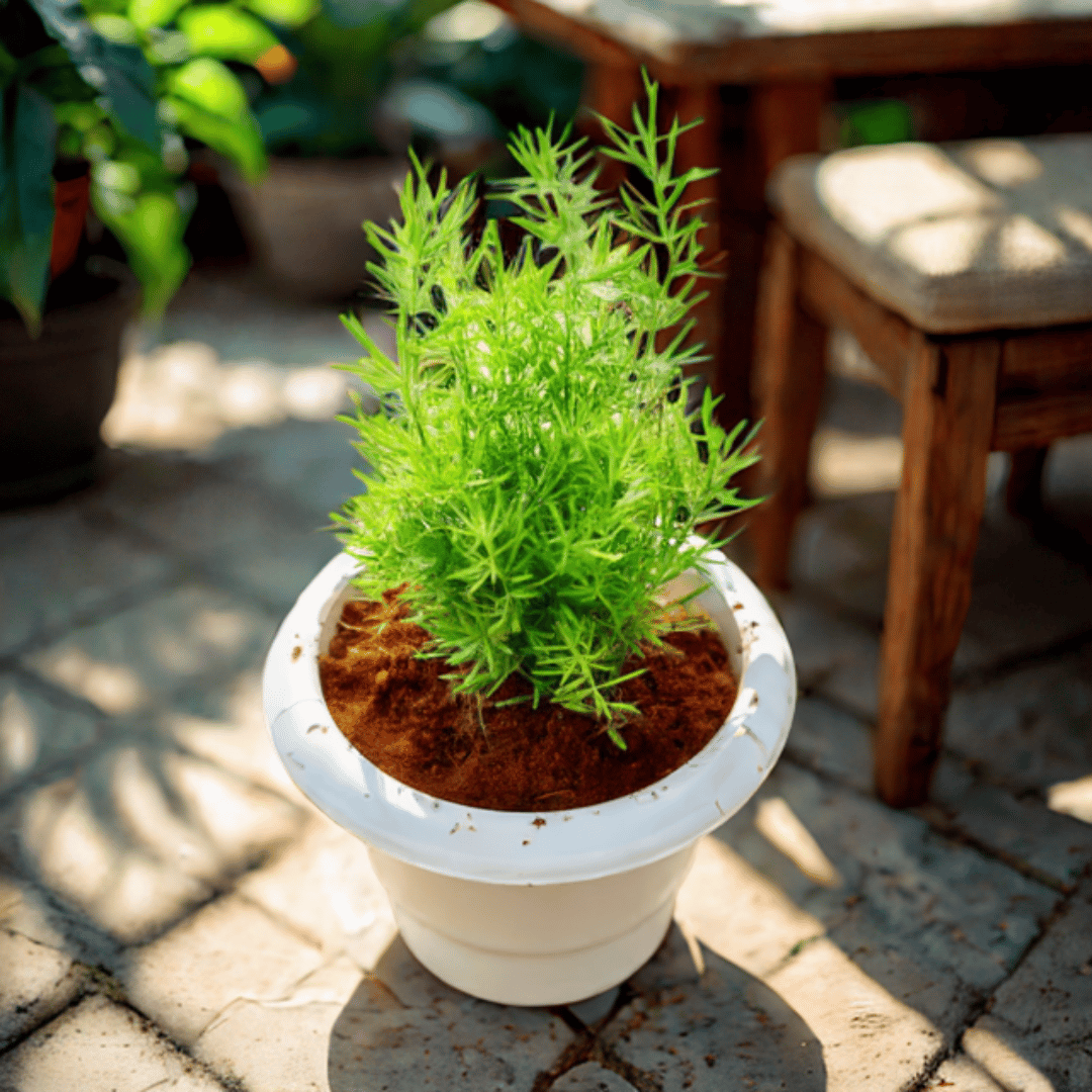 Asparagus Mary in 6 Inch White Classy Plastic Pot