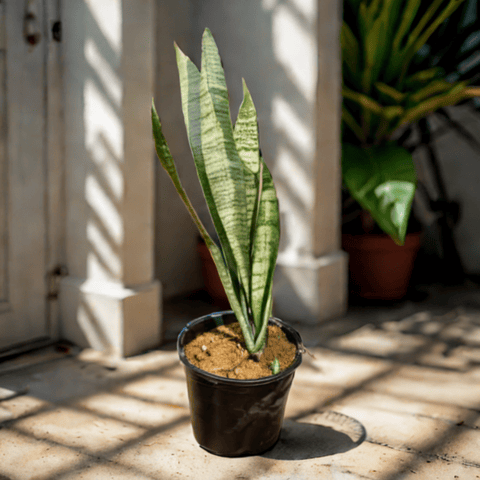Snake Green in 6 Inch Nursery Pot