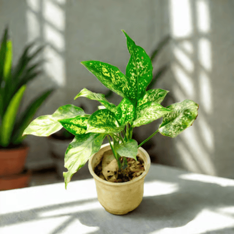 Aglaonema Snow White in 5 Inch Nursery Pot
