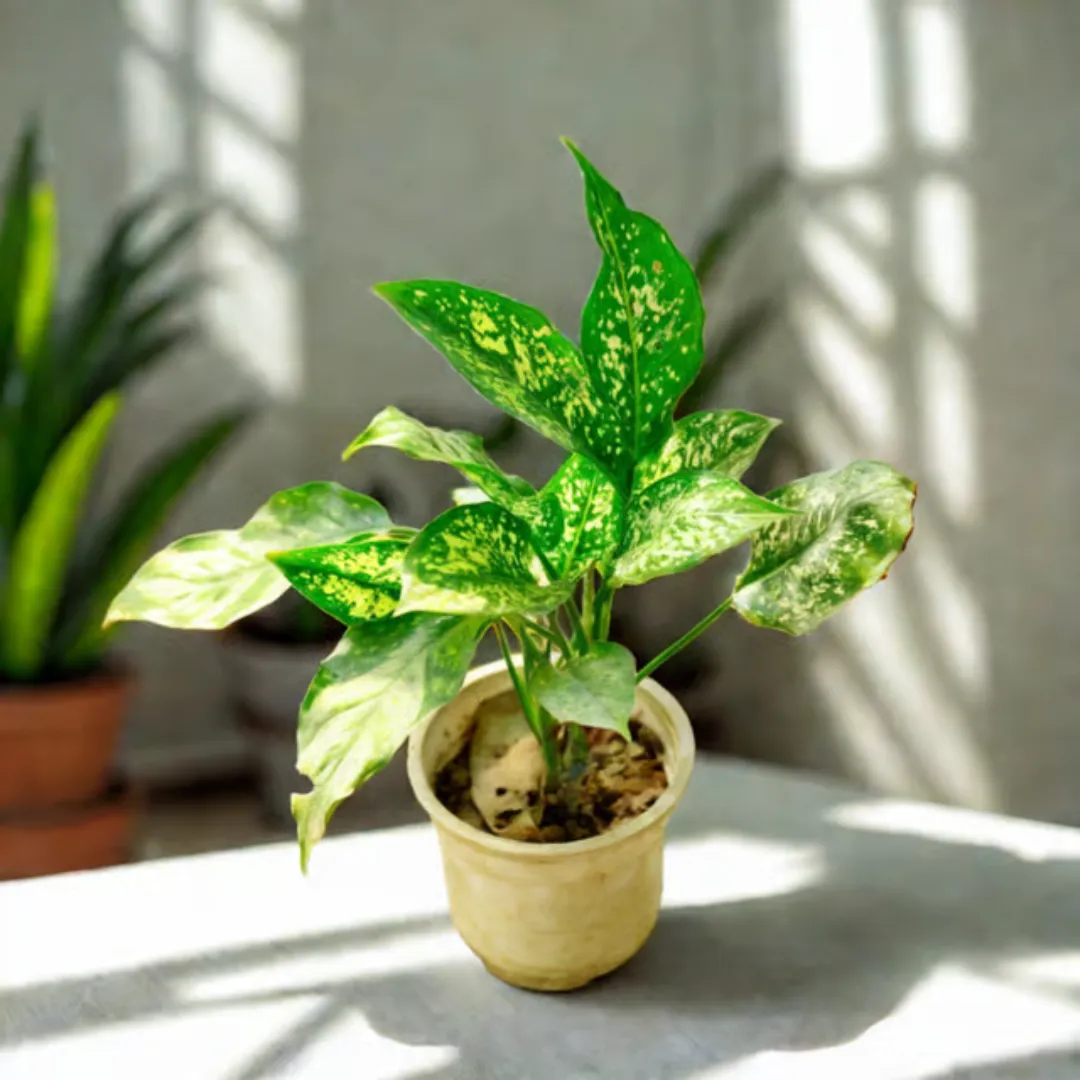 Aglaonema Snow White in 5 Inch Nursery Pot