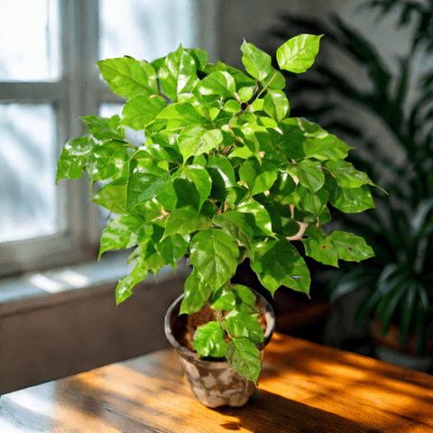 Air Purifying - China Doll / Radermachera in 8 Inch Nursery Pot