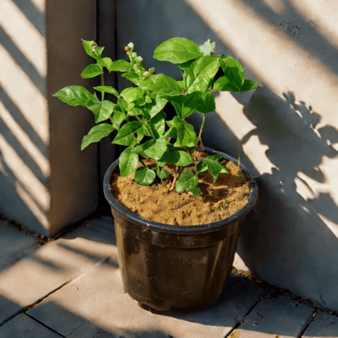 Mogra / Jasmine (Any Colour) in 6 Inch Nursery Pot