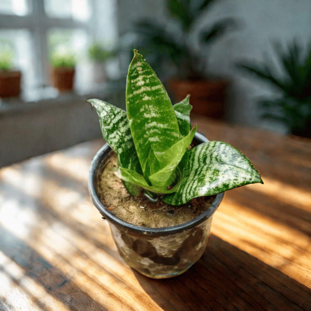 Snake Dwarf Green in 6 Inch White Super Nursery Pot