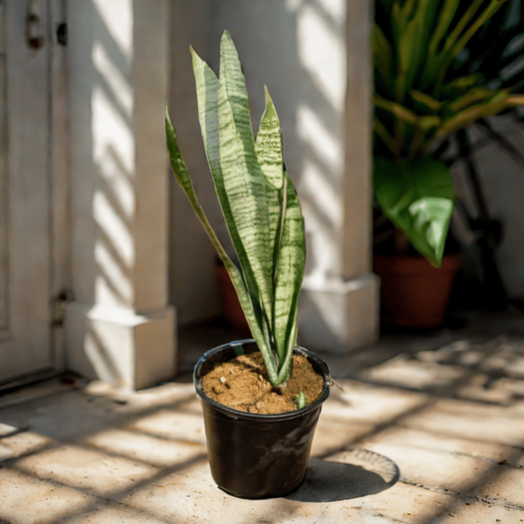Snake Green in 6 Inch Nursery Pot