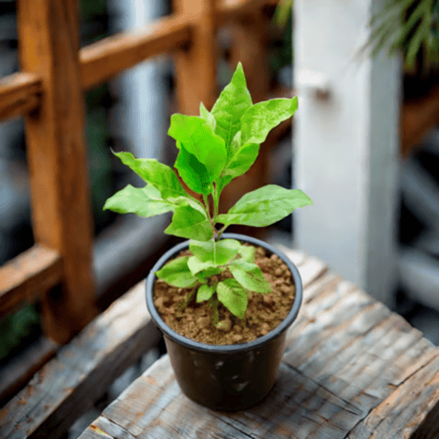Bel Patra in 6 Inch Nursery Pot