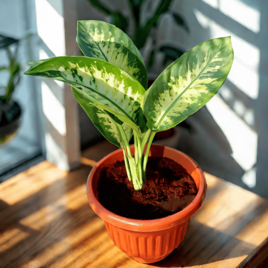 Dieffenbachia in 10 Inch Terracotta Red Olive Plastic Pot