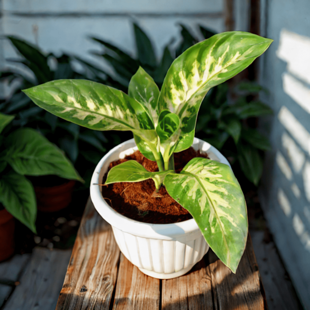 Dieffenbachia in 10 Inch White Olive Plastic Pot