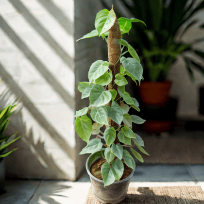 Oxycardium Green with 3 Ft Moss Stick in 10 Inch Nursery Pot