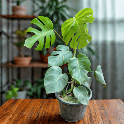 Monstera Deliciosa in 10 Inch Nursery Pot - Best Large Indoor Plant