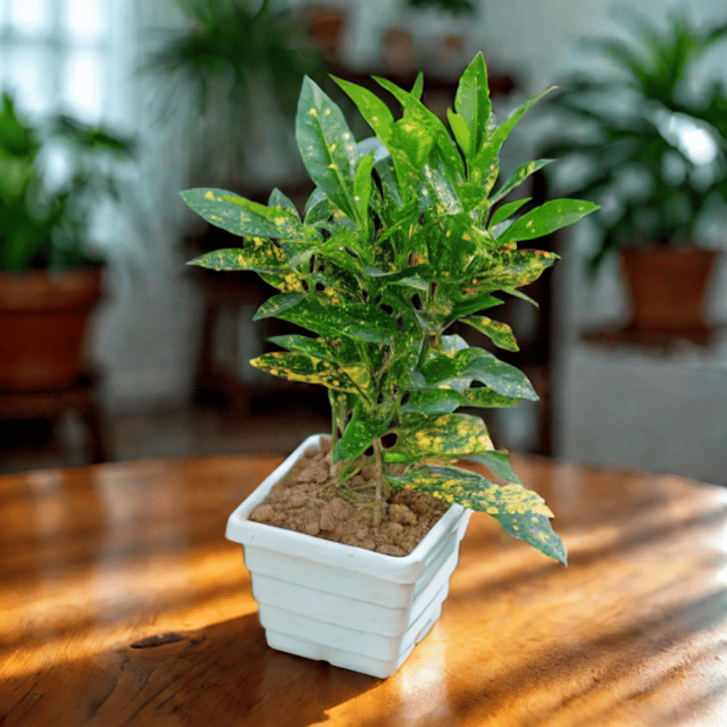 Baby Croton in 4 Inch White Premium Orchid Square Plastic Pot