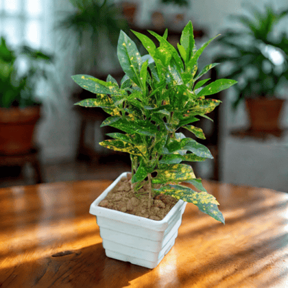 Baby Croton in 4 Inch White Premium Orchid Square Plastic Pot