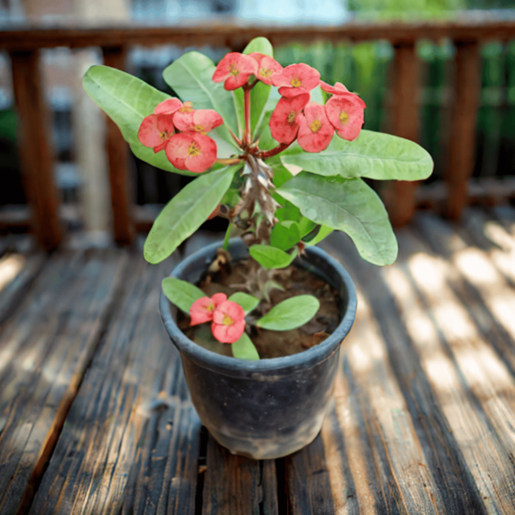 Euphorbia Mili (Any Colour) in 6 Inch Nursery Pot